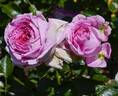 KO 11/7092-03 rose photo