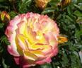 KO 11/7123-01 rose photo