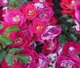 KO 10/7443-01 rose photo