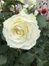 Tineke rose photo