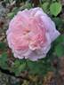 Kathryn Morley rose photo