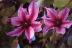 Cleminov 29 clematis photo
