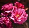 MEItripine rose photo