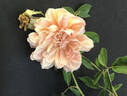 Duarte de Oliveira rose photo
