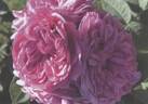 ORA 152-800 rose photo