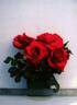 Weksiamia rose photo