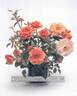 Wekmongros rose photo