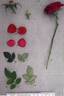 PACfive rose photo