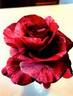 GRAbgtg rose photo