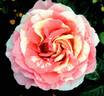 GRApstg rose photo