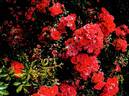 RUIRi0126A rose photo