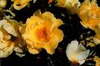 RUIri0109A rose photo