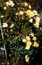 RUIri0109A rose photo