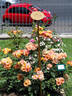NJ 2008 170 rose photo