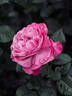 NJ 2010 10 rose photo