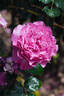 NJ 2010 10 rose photo