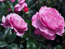 NJ 2010 10 rose photo
