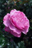 NJ 2010 10 rose photo