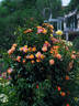 ADAlukobre rose photo