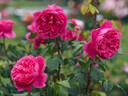 AM762 rose photo