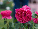 AM762 rose photo