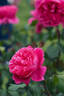 AM762 rose photo