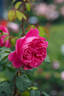 AM762 rose photo