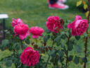AM762 rose photo