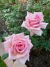 Kristen Singer rose photo