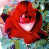 GRAosr rose photo