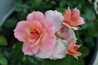 Sierra Lady™ Arborose rose photo