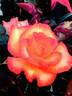 GRAflr rose photo