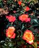 GRAflr rose photo