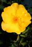 RUIrd0037A rose photo