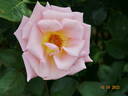 King's Macc rose photo