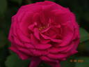 Vélasquez rose photo
