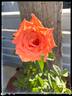 Arizona (grandiflora, Swim rose photo