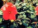 RUIre0126A rose photo