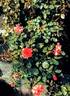 RUIre0126A rose photo