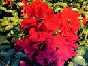 RUIrco120A rose photo