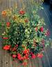 RUIrco120A rose photo