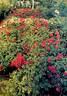 RUIrco120A rose photo