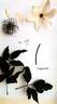 Evipo110 clematis photo