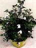 ZLEPoltwo rose photo