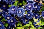 Kokonoe clematis photo