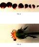 80101WABARA rose photo