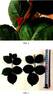 80101WABARA rose photo