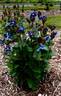 Stand By Me clematis photo