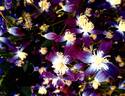 Violet Stardust clematis photo