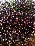 Violet Stardust clematis photo